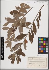Foto von Salix cinerea L.
